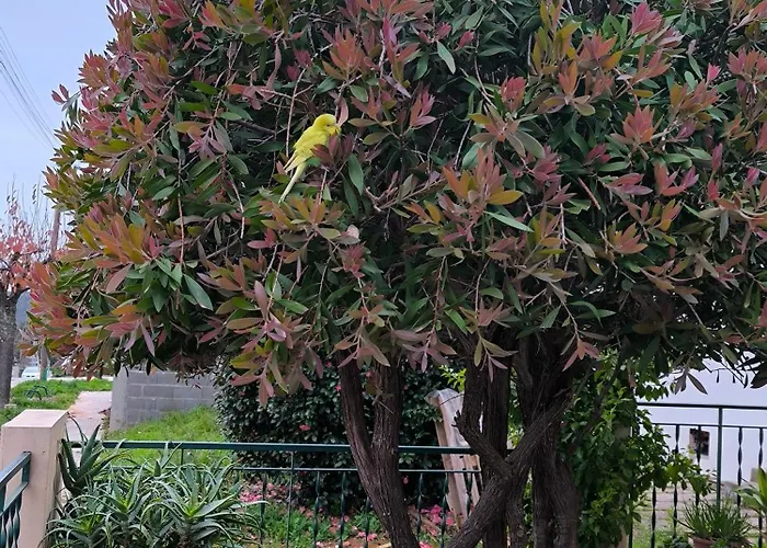 Por A Mor フィゲイロー・ドス・ヴィーニョス